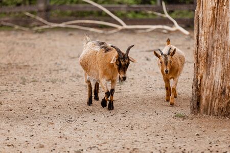 two beautiful little goats are walking in zoo in natural background. selective focus.の写真素材