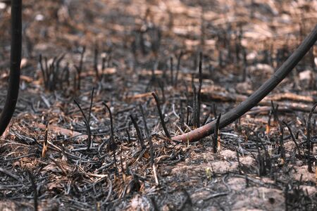 burned grass from fire. Brown natural background. Burned land, grass and leaves in spring wood. Horizontal color photography. selective focus.の写真素材