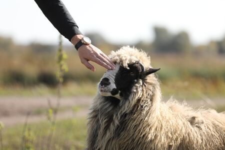 Male hand petting a friendly sheep outdoors in the green field. selective focus.の写真素材