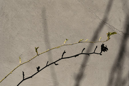 tree branch with leaves on a concrete wall background. selective focus.