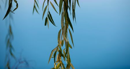 Leaves and branches of willow Salix in the garden with the blue sky background. selective focus,の写真素材