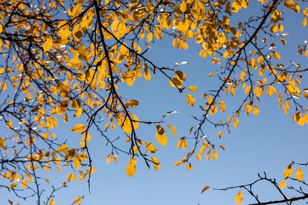 autumn background blue sky yellow leaves sunny day.の写真素材