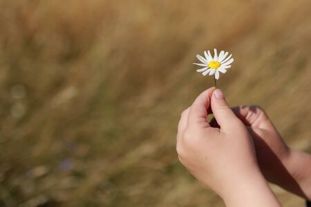 daisy or chamomile flower in the hand of a small child outdoors in the field. Selective focus on flowers. Summer time. Close up. Useful template for cardの写真素材