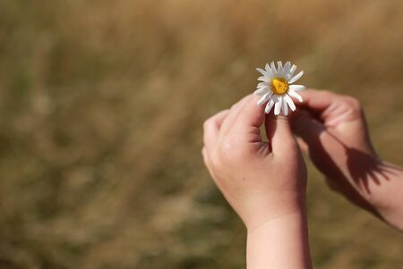 daisy or chamomile flower in the hand of a small child outdoors in the field. Selective focus on flowers. Summer time. Close up. Useful template for cardの写真素材