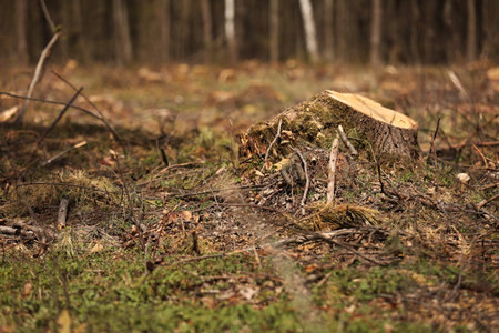 The picture after felling is a lot of stumps of coniferous trees remaining in the ground. stumps...