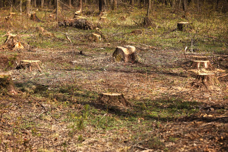 The picture after felling is a lot of stumps of coniferous trees remaining in the ground. stumps...