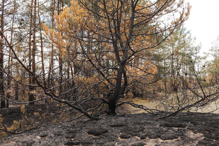 Burnt grass after a fire in the forest. Grass burned to ashes with blurred background. selective...