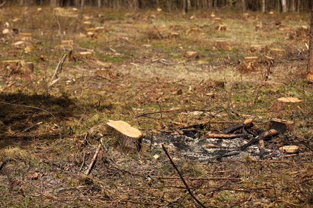 The picture after felling is a lot of stumps of coniferous trees remaining in the ground. stumps...