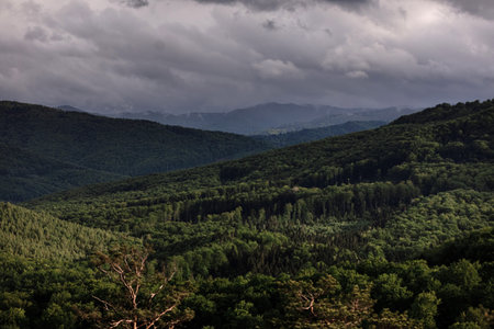 aerial view of forest. panorama of the mountain forest