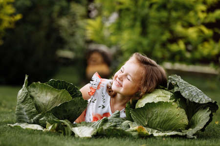cute little girl is lying on green grass near cabbages. Cute little girl on cabbage field. Harvest Concept. happy childhood.の写真素材