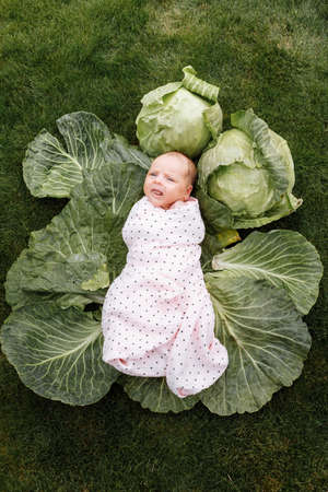 Newborn girl 3 months is lying in a green cabbage. Vegetables. happy childhood.の写真素材