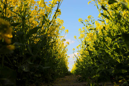 yellow rapeseed on a background of the sky. selective focus on color. canola field with ripe rapeseed, agricultural background.の写真素材