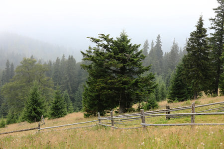 autumn meadow with a old wooden fence on a farm close up, in the Smoky Mountains on a foggy day. travel destination scenic, carpathian mountains.の写真素材