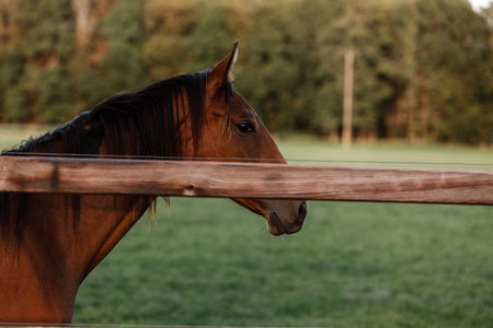 pretty horse on a farm near a wooden fence in summer. place for text