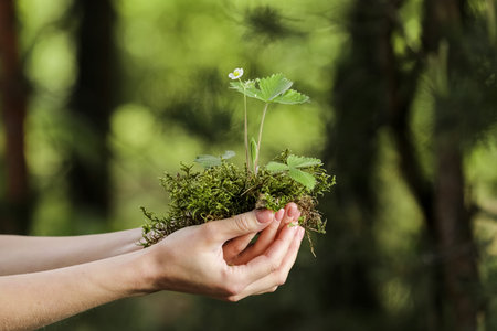 environment Earth Day In the hands of trees, plant growing seedlings. Bokeh green Background Female...