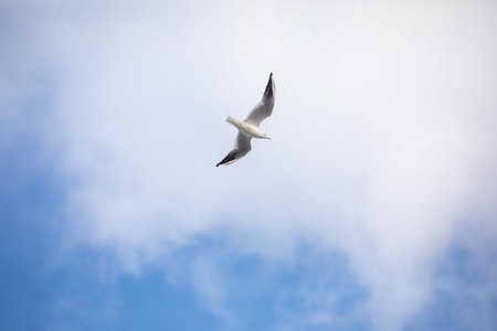 Bird Flying SEAGULL Isolated Sky Symbol of Freedom Concept. white seagull in the sky.