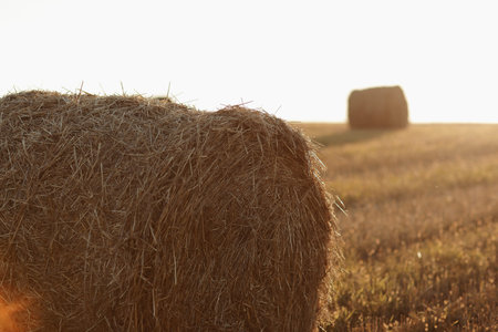 bales of wheat hay straw stacked in a heap in stubble field on a summer evening. Straw bales on...
