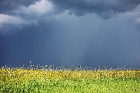 green wheat field and cloudy sky. Sown farm field with wheat and cereal. Spikelets of barley and oats. Agricultural garden with bread for food. Industrial stock theme.の写真素材