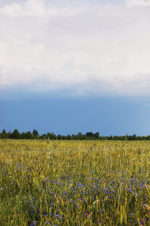 green wheat field and cloudy sky. Sown farm field with wheat and cereal. Spikelets of barley and...