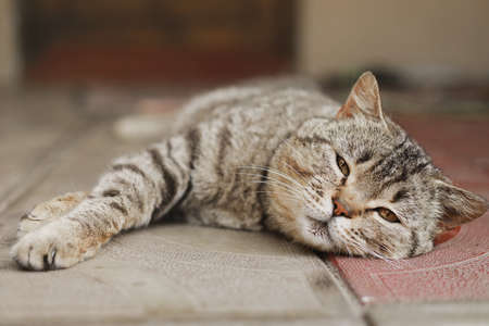 British cat. The portrait was made at lunchtime when the cat lay down to rest. The cat looks at the camera.の写真素材