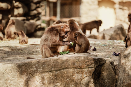 group of monkeys sit on a rock and eating vegetables in their natural habitat. Animal wildlife.