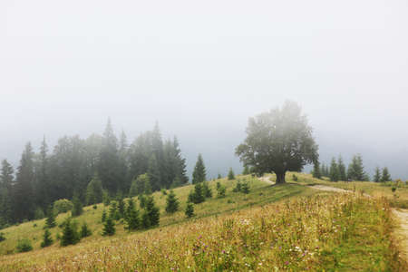 mountainous countryside in summertime. path uphill in to the distance. trees on the rolling hills. ridge in the distance. clouds on the sky. beautiful rural landscape of carpathians. Ukraine, Europe.の写真素材