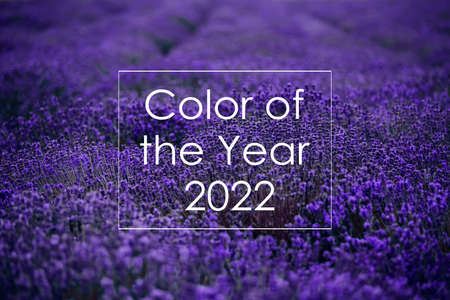 Color of the Year 2022 on Lavender flowers field background. Very Peri. Creative design for trendy color illustrationの写真素材