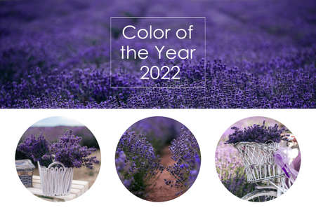 Color of the Year 2022 Very Peri. Creative design for trendy color. Beautiful image of Lavender flowers field on white backgroundの写真素材