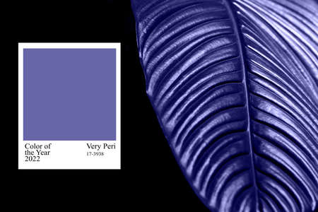Leaves in the trendy color of the year 2022 Very Peri. Color of the year 2022. Background for designers. Trendy violet colorの写真素材