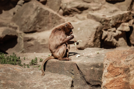 group of monkeys sit on a rock and eating vegetables in their natural habitat. Animal wildlife.