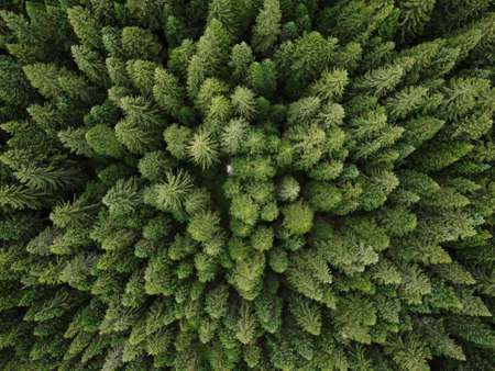 Aerial top view pine forest. Texture of coniferous forest view from above. Green background nature. Picture taken using drone.の写真素材