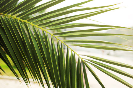 green palm leaf. Tropical island jungle abstract photo. Sunny day in exotic place. Tourist hotel or...