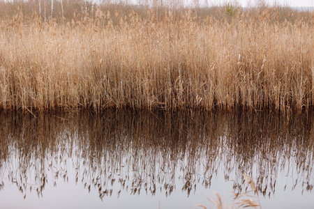 Thickets of dry reeds near the river. Beige line in the countryside with shrubs near the lake on a...