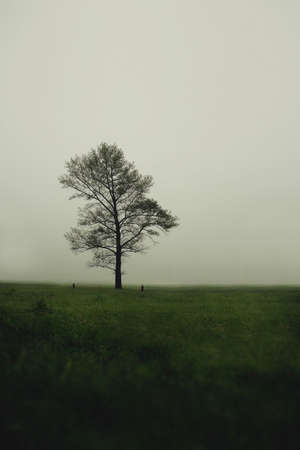 two people on a background of a tree in the fog.の写真素材