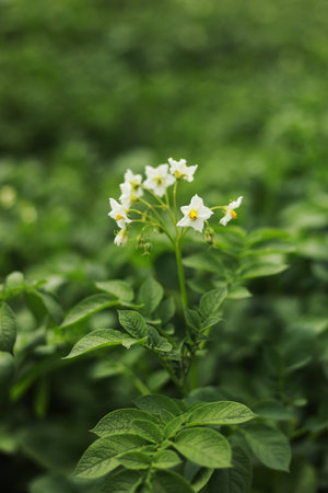 the potato flowers are white, blurred background the garden of the natural growing conditions....