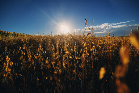 wheat field at Sunset or sunrise on blue sky background, shallow depth of field, Ukraine, Ears of...