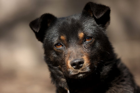 black mongrel dog chained to a chain in living conditions near her booth and food bowls looking in...