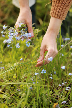 young woman plucks wild blue flowers in the green park on summer sunny day. girl with curly hair in dress makes bouquet of beautiful flowers. vertical photo.の写真素材