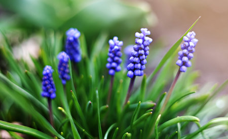 Close-up of blue flowers Muscari trembling in the light breeze. spring flower. static camera
