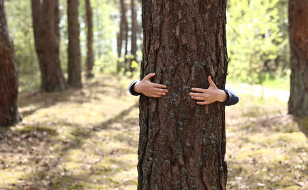 Man with his hands hugs a tree trunk, unity with nature, environmental protection. hand touch the tree trunk. ecology a energy forest nature concept. a man hand touches a pine tree.の写真素材