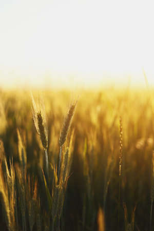 wheatfield. Ears of golden wheat close up. Beautiful Nature Sunset Landscape. Rural Scenery under Shining Sunlight. Background of ripening ears of wheat fieldの写真素材