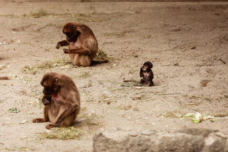 group of monkeys sit on a rock and eating vegetables in their natural habitat. Animal wildlife.