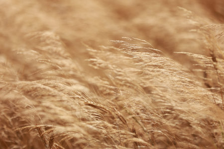 natural background. Golden dry grass slightly moving in the wind. autumn natural background