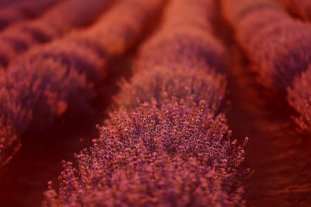 close up of bushes lavender blooming scented fields on sunset. lavender purple aromatic flowers at lavender fields of the French Provence near Parisの写真素材
