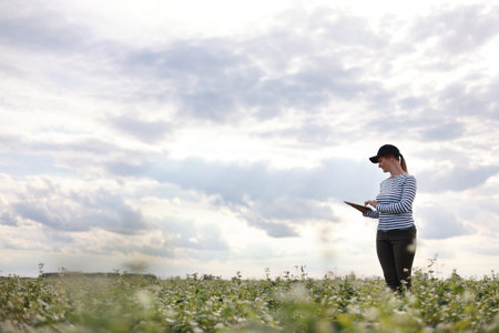 a female agronomist with a tablet checks the growth of a field with buckwheat flowers. the woman...
