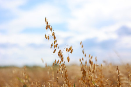 Close-up of ripe golden ears rye, oat or wheat swaying in the light wind on sky background in field....