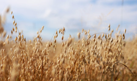 Close-up of ripe golden ears rye, oat or wheat swaying in the light wind in the field. The concept...