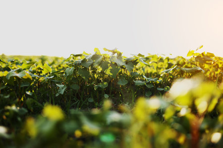Grape vine growing farmland at sunset close up. Green grapevine plantation farmland garden evening time. Closeup young leaves on bush vineyardの写真素材