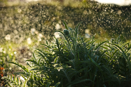 watering green the flowers in the garden on summer in light. rain spring day. Caring for flowers in...
