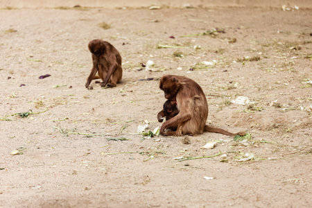 group of monkeys sit on a rock and eating vegetables in their natural habitat. Animal wildlife.